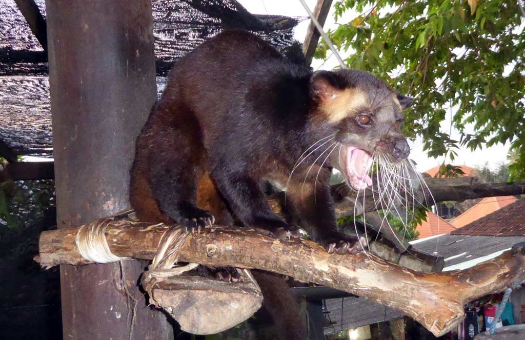 Cyweta Kopi Luwak