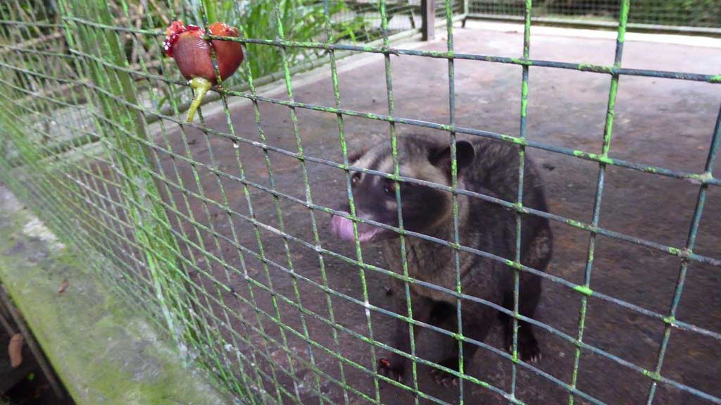 Luwak z którego odchodów jest produkowana kawa Kopi Luwak